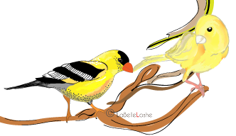 finch-canary