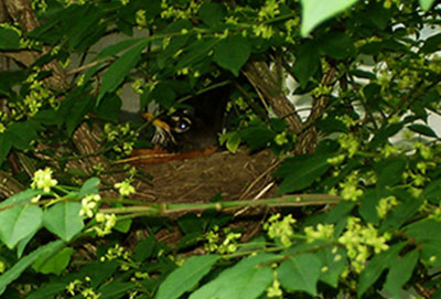 robin inside nest