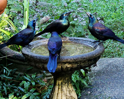 blackbirds drinking water
