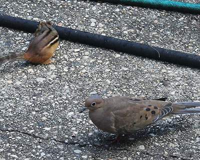 chipmunk and dove together
