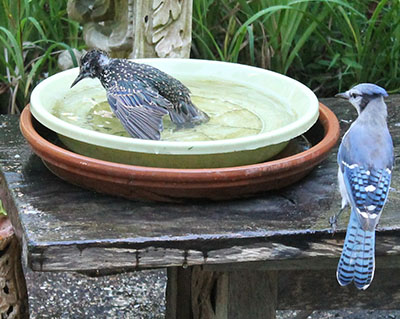 bluejays taking a bath