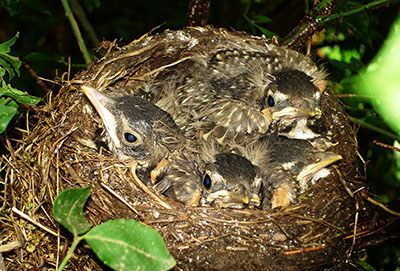 four babies insie the nest