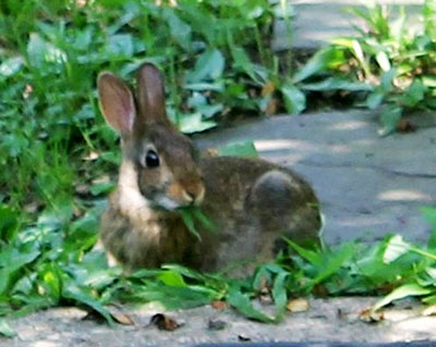 rabbit laying eating