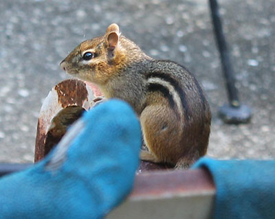 chipmunk waiting on chair
