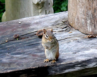 chipmunk waiting by the door
