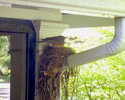robin nesting