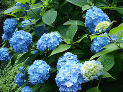 hydrangea