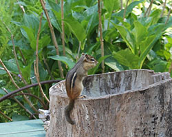 chipmunk
