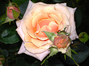 rose