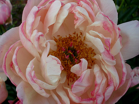 rosepeony
