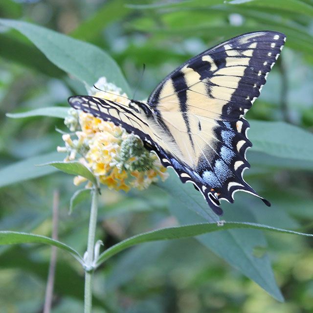a yellow and blue butterfly