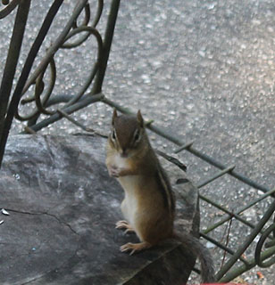 chipmunk