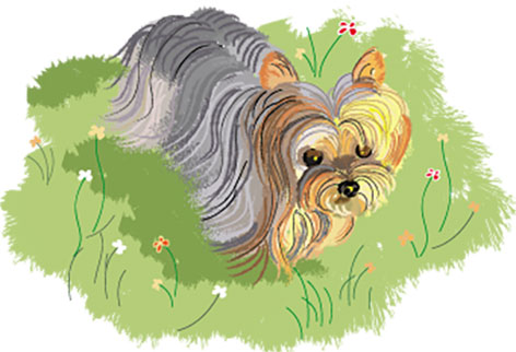 drawing of a yorkie