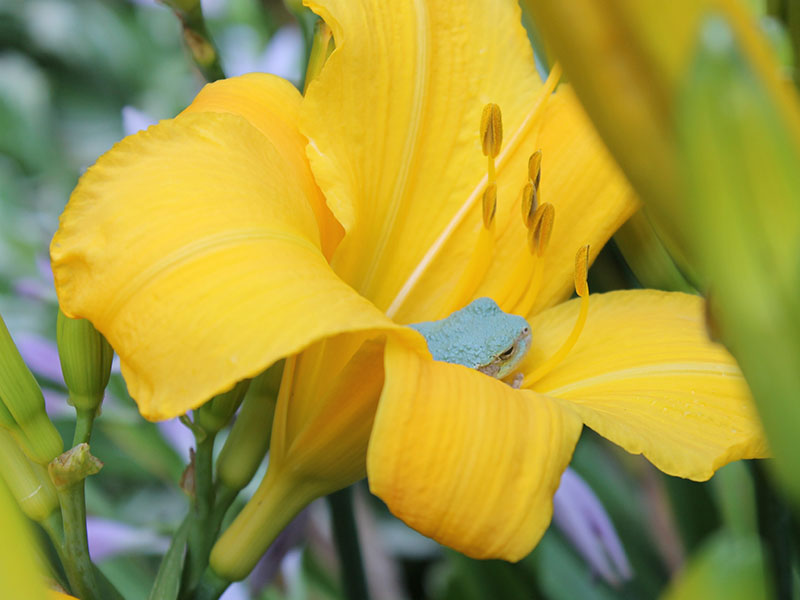 a beautiful blue frog sleeping inside a yellow lily